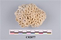 藏品(珊瑚化石)的圖片